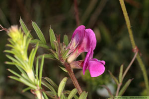 Liten sommarvicker, Vicia sativa subsp. nigra